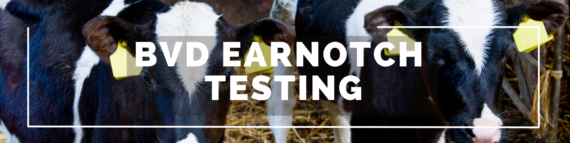 BVD earnotch testing 