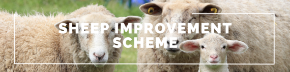 Sheep improvement scheme 